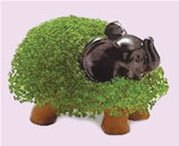 chia pet