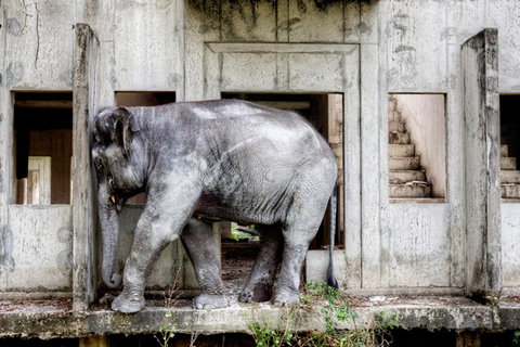 What intrigues Lewin is the difference between how elephants are perceived in Thailand and how many of the animals are now treated. “It’s a really tragic story that needs to be told,” he says.