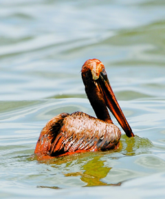 Photo of a pollution/oil covered bird in the water.