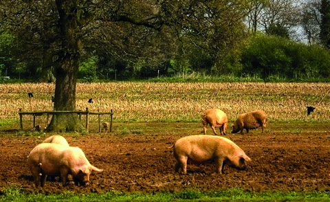 Photo of pics grazing at what appears to be a farm.