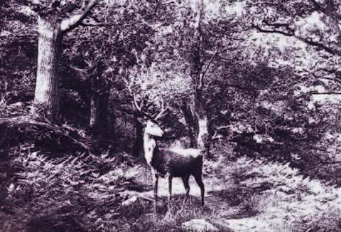 B&W photo of a buck