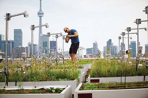 The Daniels Faculty's green roof lab