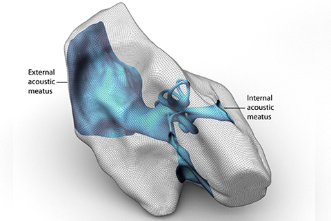 A 3D model of a body part.