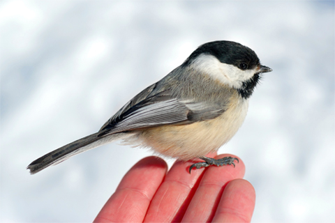 Photo of a chickadee.