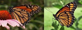 Monarch butterfly (left) and Viceroy butterfly (right). Photo: PiccoloNamek and Derek Ramsey/Wikipedia.