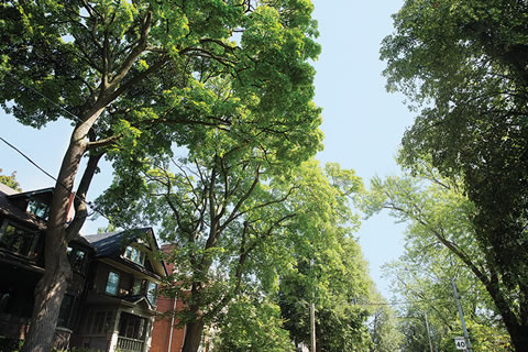 Photo of trees in a city.