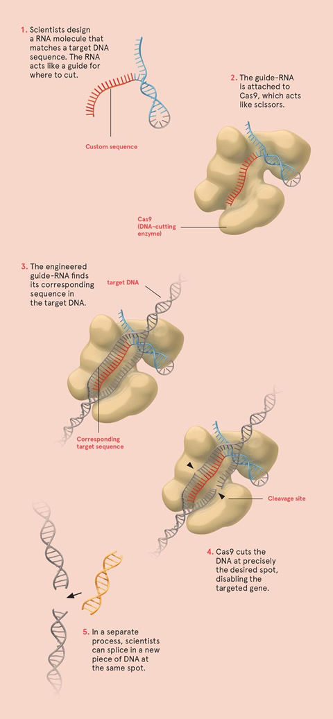 How CRISPR works.