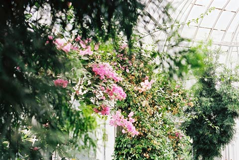 Photo of a flower garden