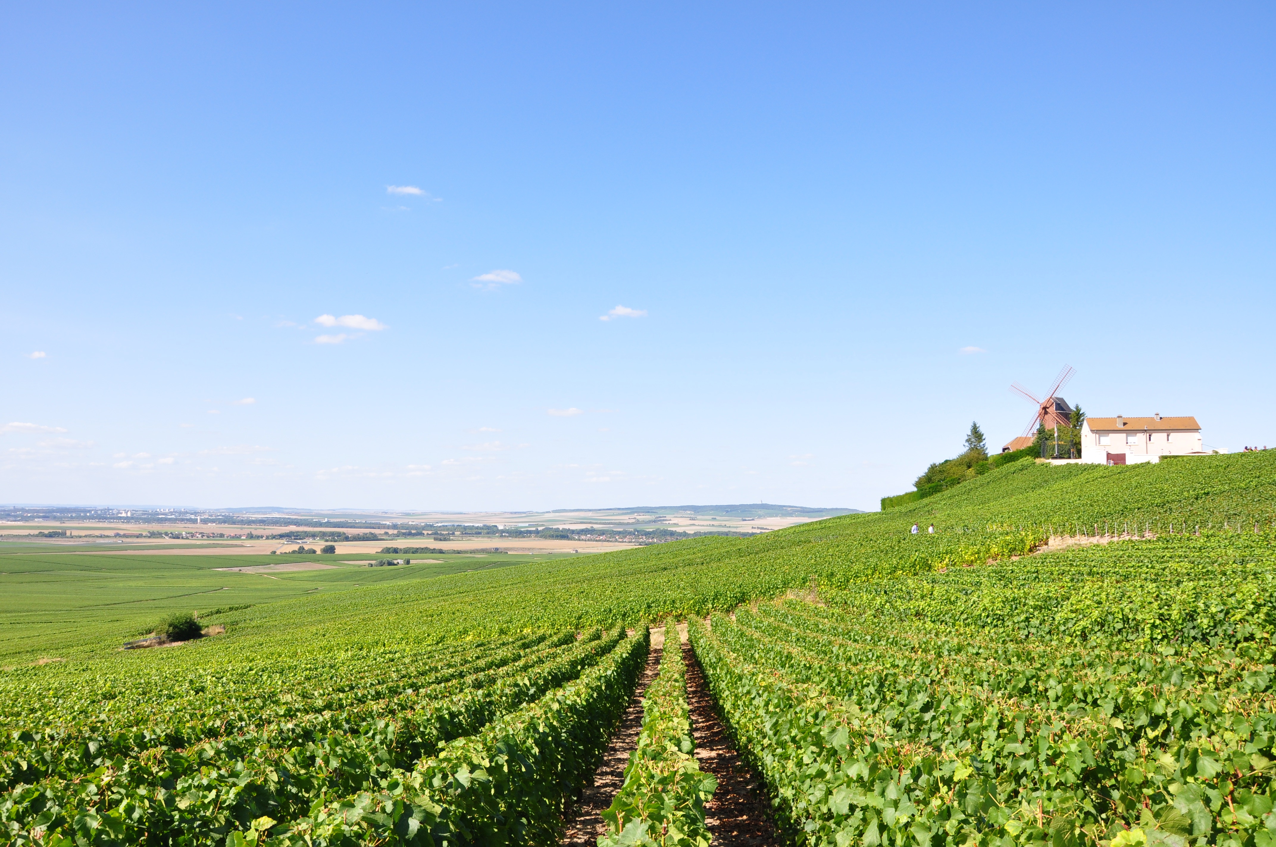 Photo of a green farm field.