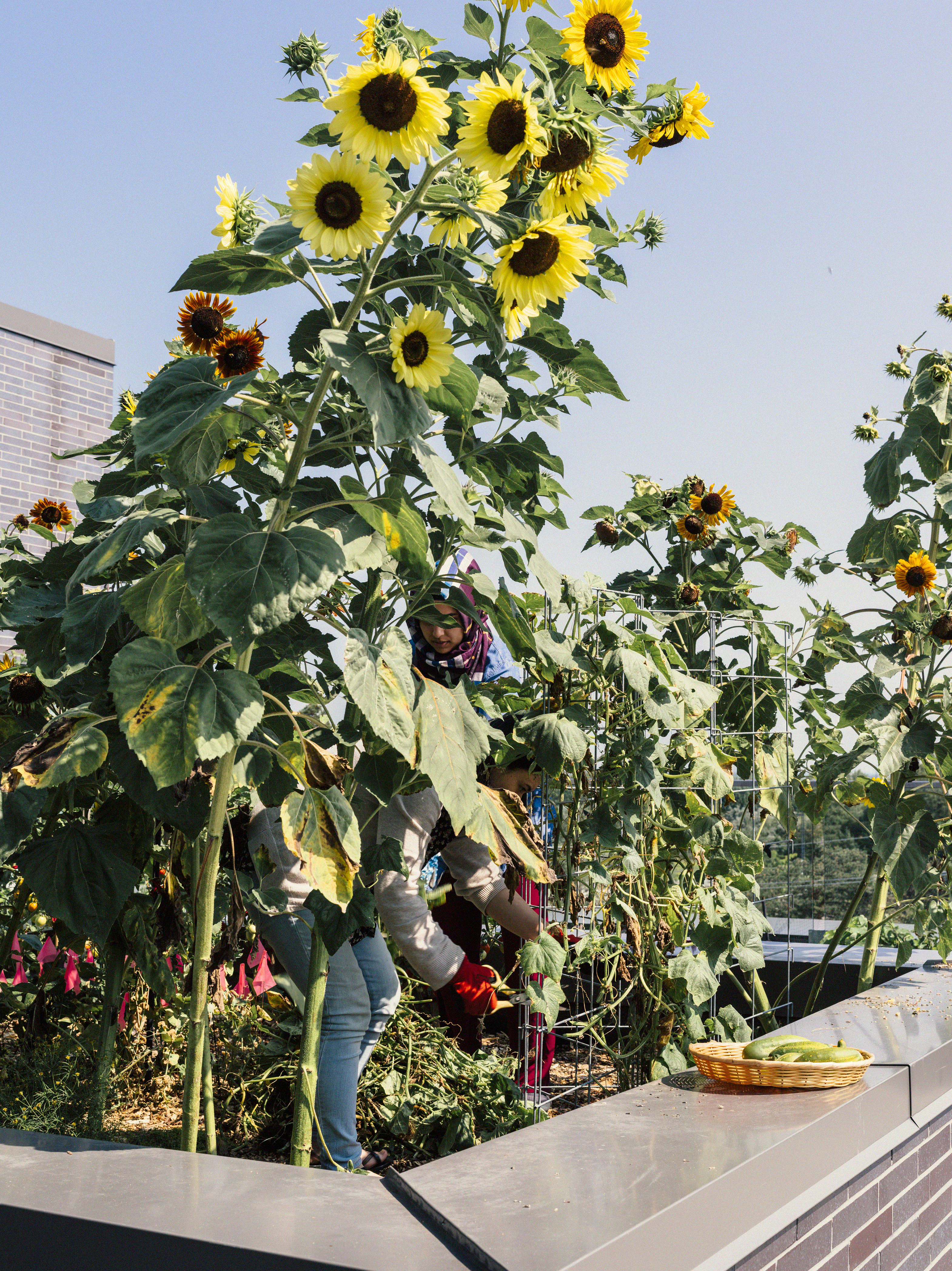 Photo of sunflowers on the roof of a U of T building