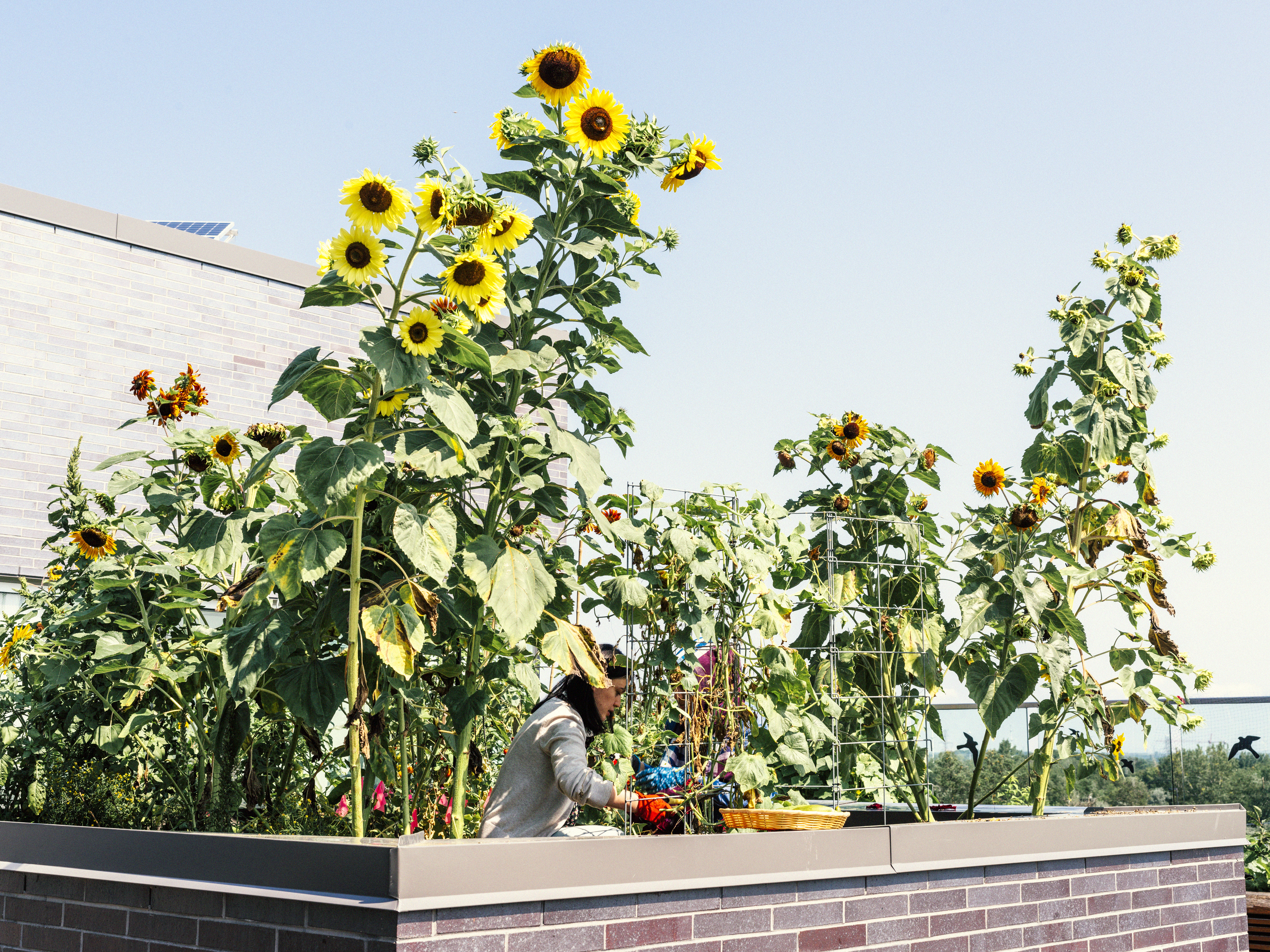 Photo of sunflowers on the roof of a U of T building