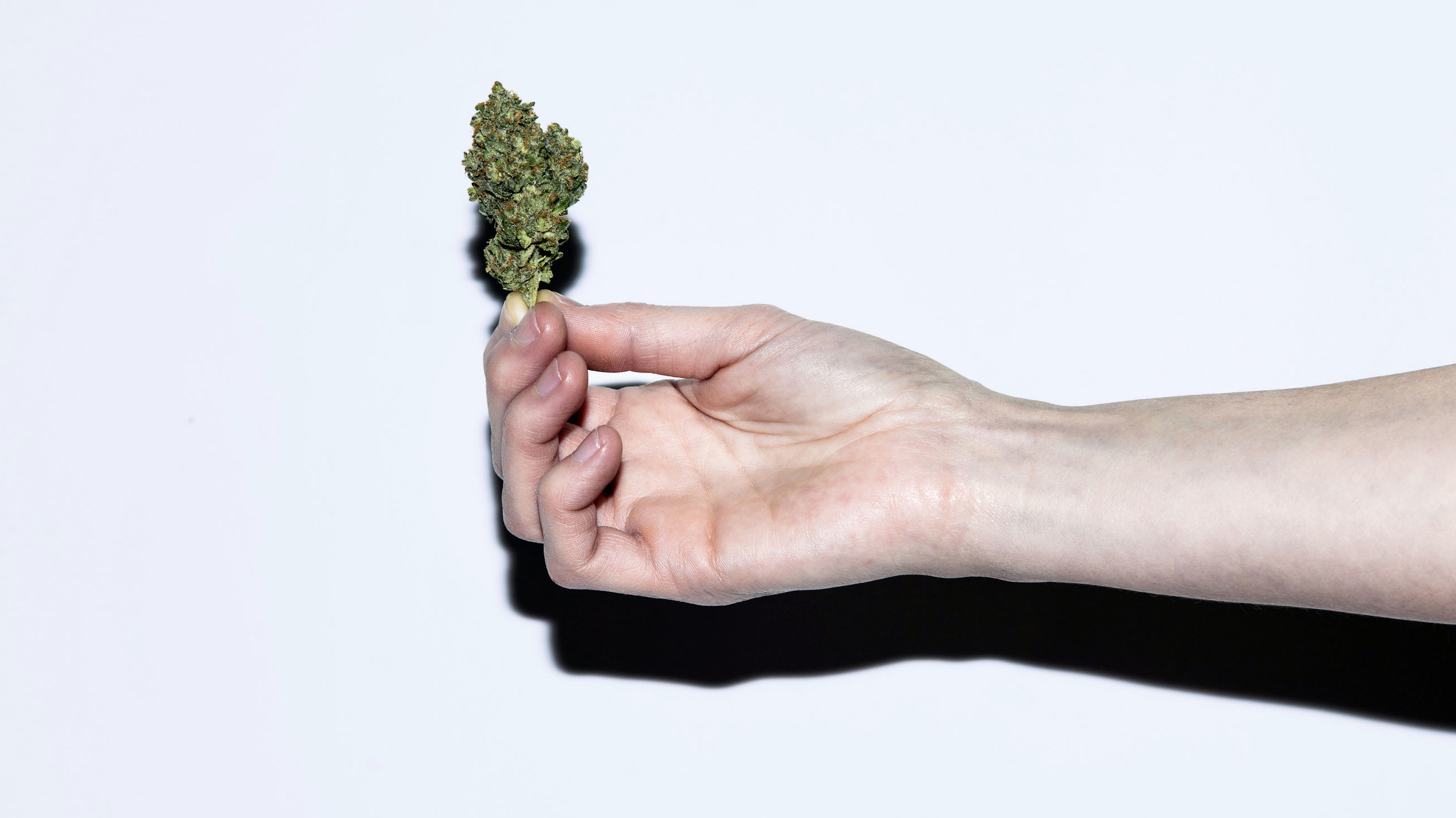 Woman's hand holding a bud of Cannabis.