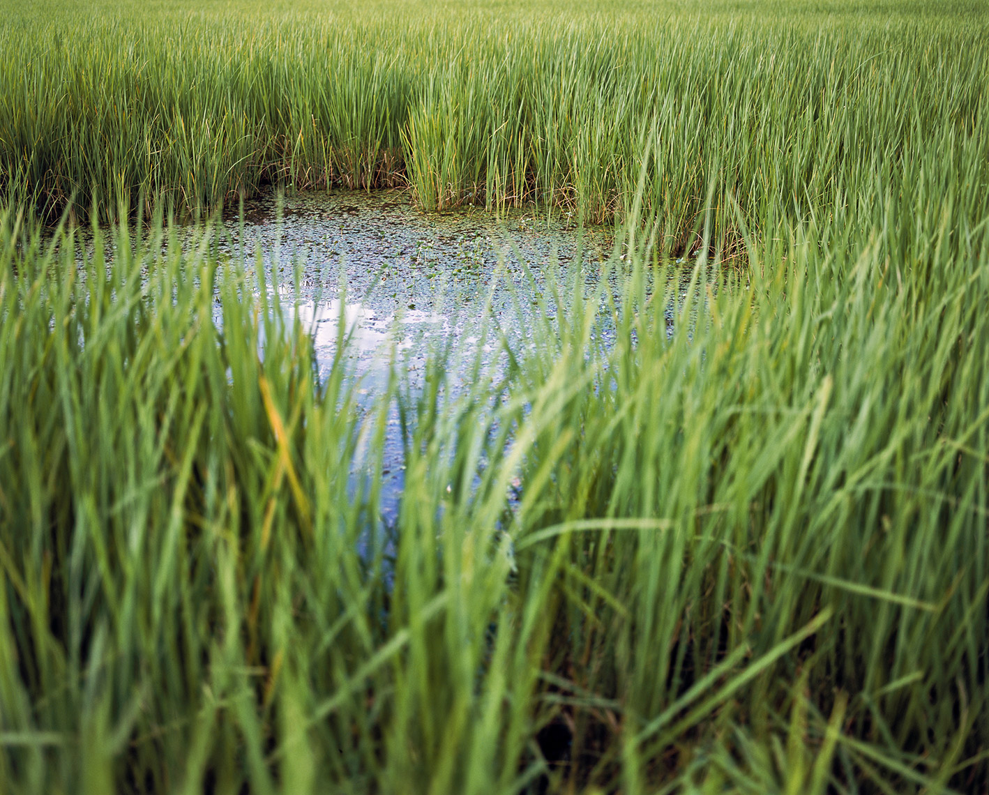 Close up photo of pond surrounded by tall grass