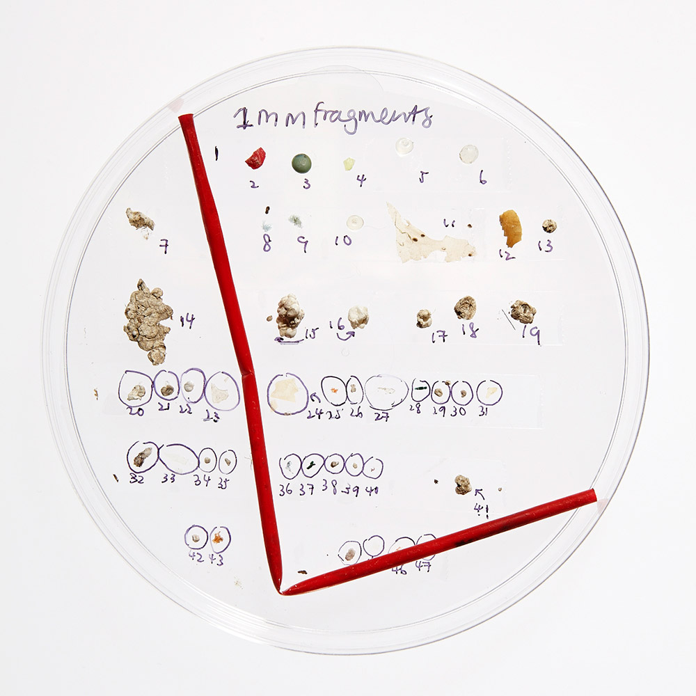 Petri dish containing 1 mm fragments of microplastics