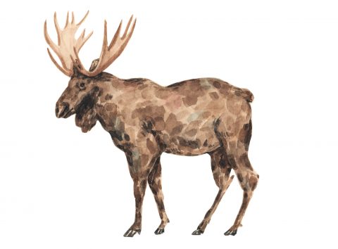 A moose