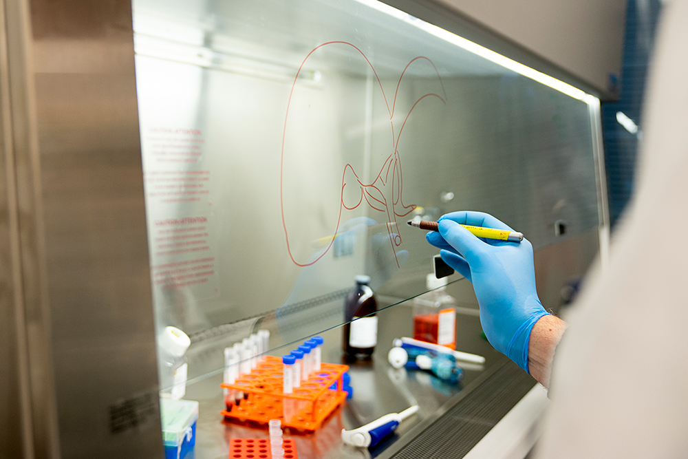 Close up of a scientist's hand drawing parts of the liver on glass