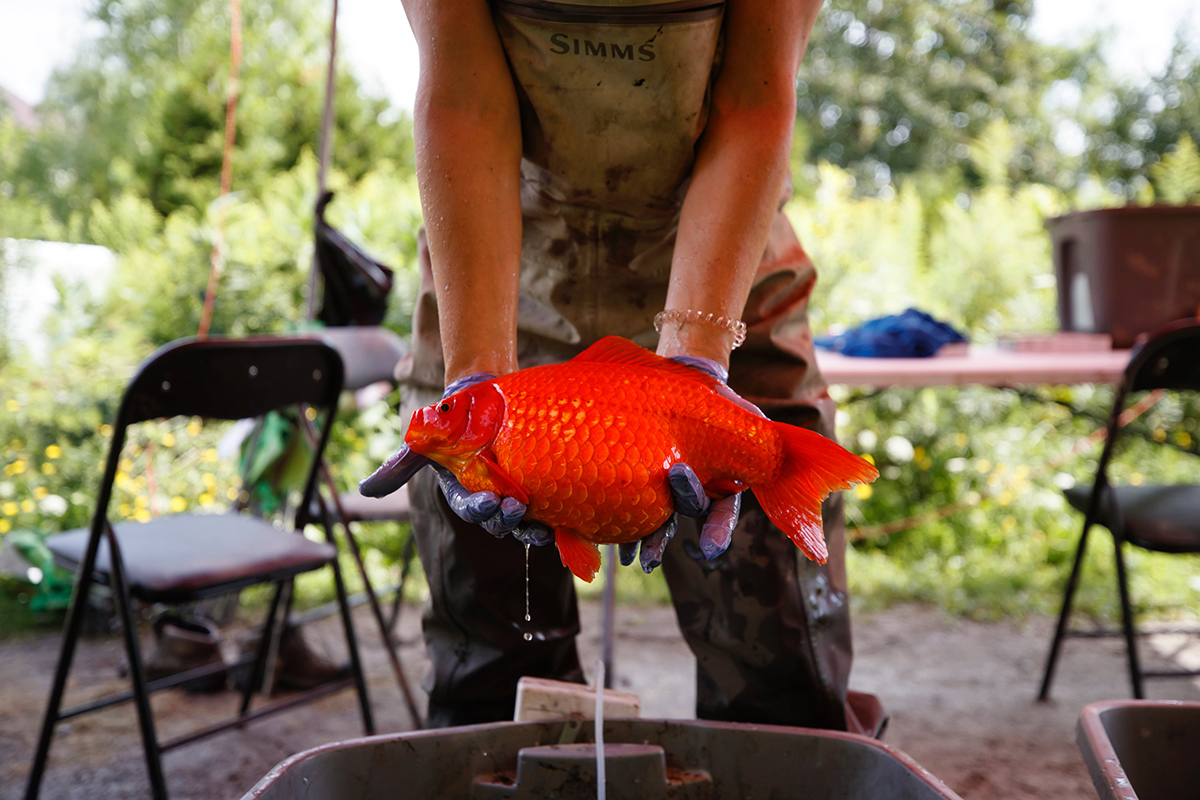 Researcher holding a goldfish with two gloved hands