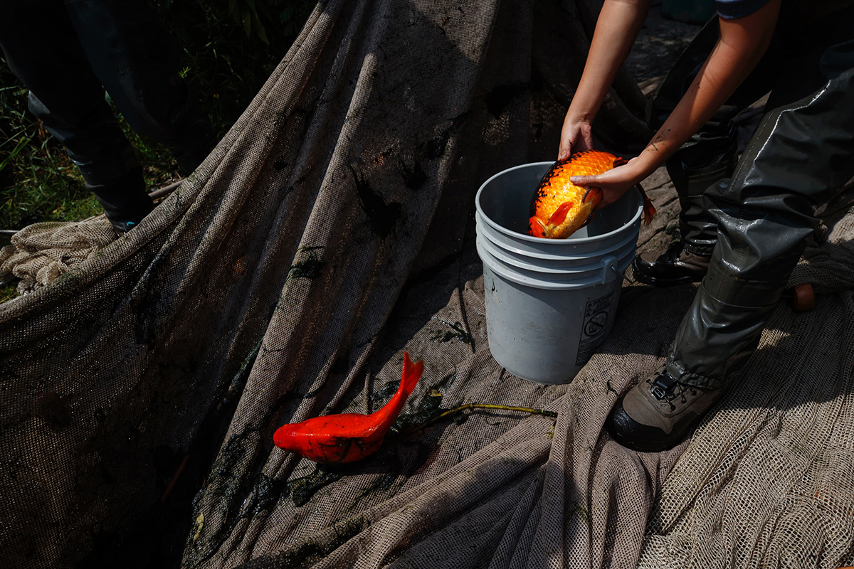 Researcher placing a goldfish in a bucket