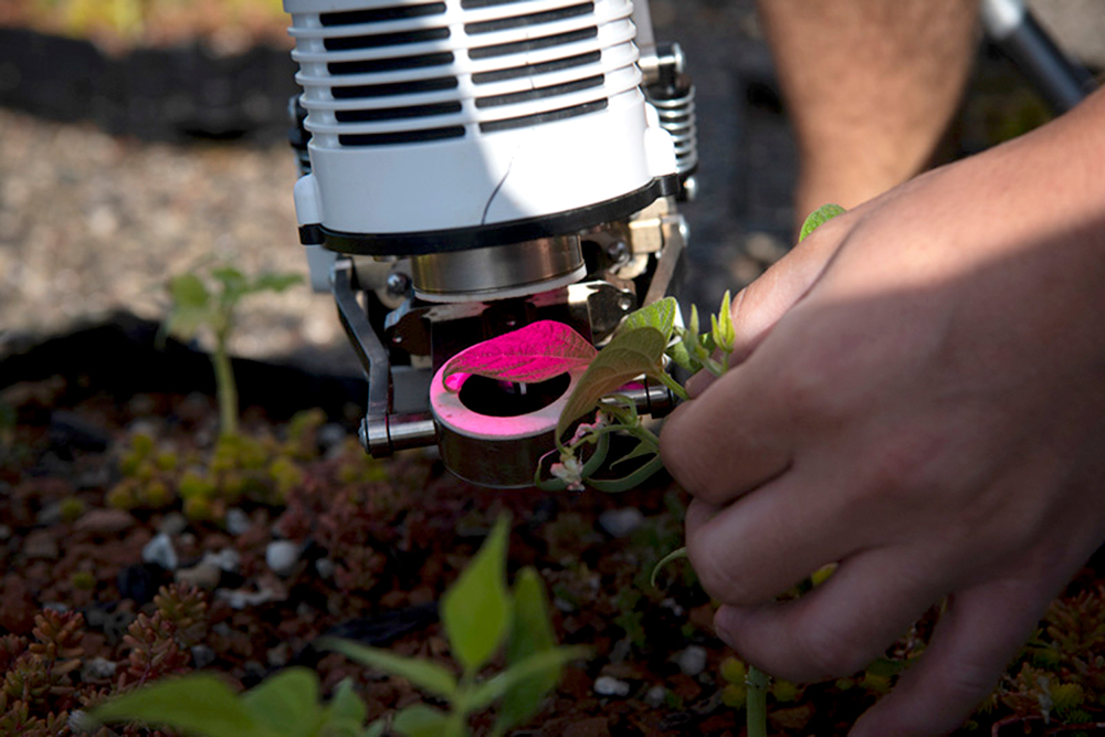 Close up of a leaf being examined under a cylindrical device shining a magenta-coloured light on the leaf