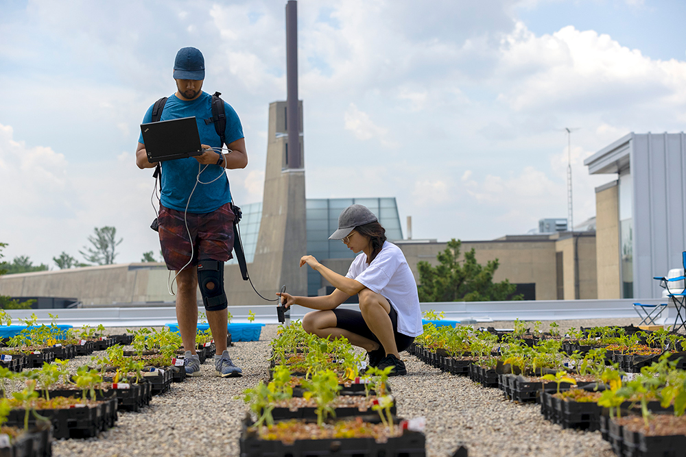 Two students are taking measurements from plants on a rooftop. One is standing with a laptop and the other is crouched over a box of plants.