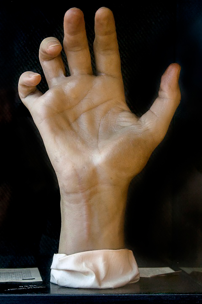 Wax model of an open hand, palm facing forward