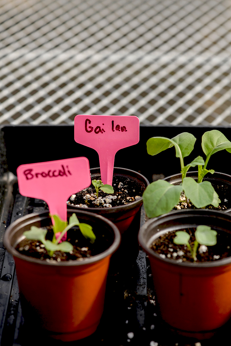 Seedlings marked 