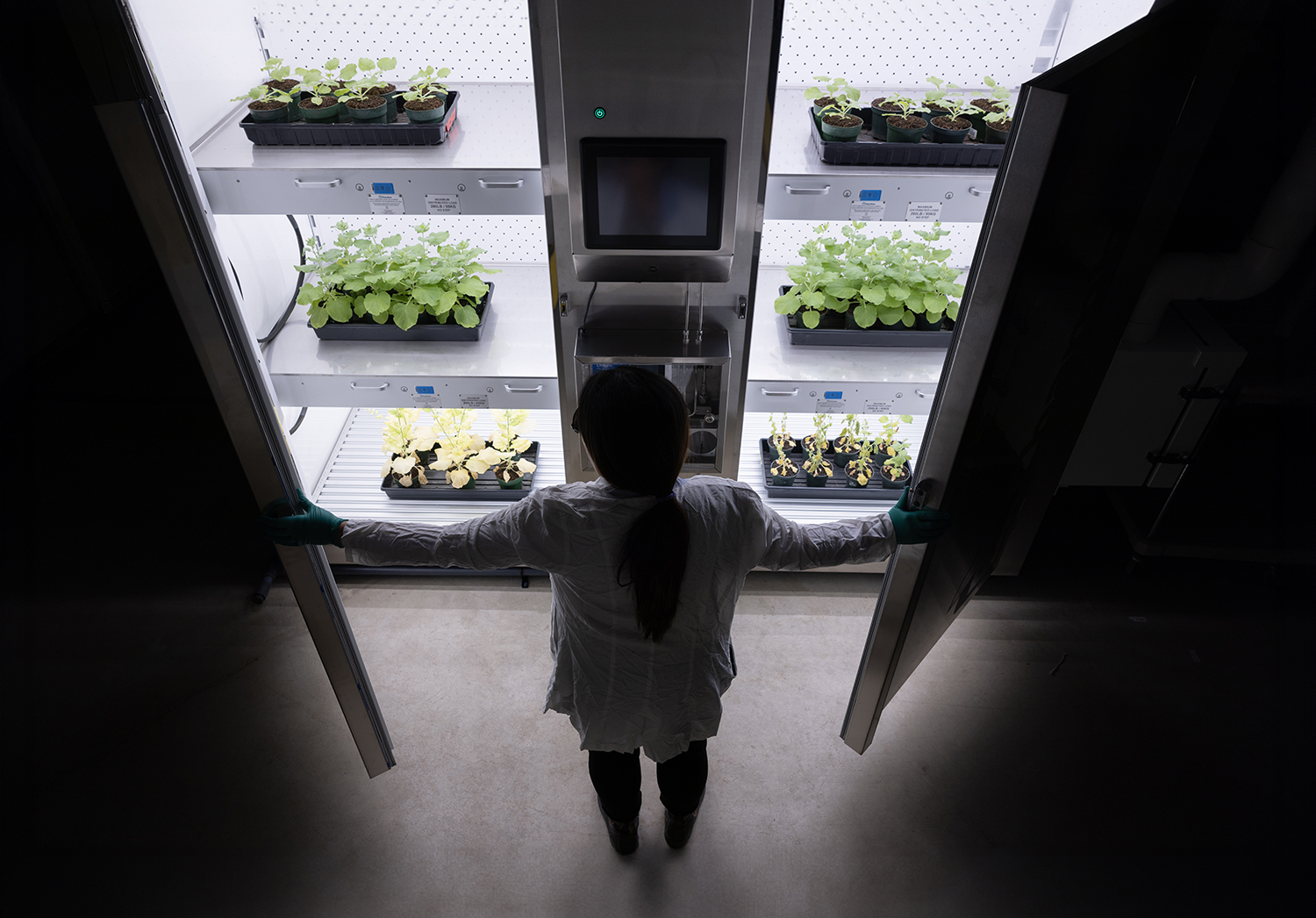 A researcher is holding open the doors of a growth chamber. Plants occupy six well-lit shelves, divided vertically by a metal barrier containing a digital screen and other instruments on the front. The same type of plant occupies shelves on the same level on either side of the barrier.