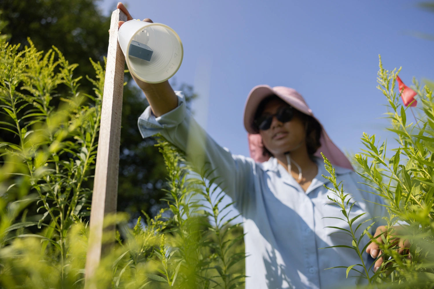 Bug's eye view of a researcher grabbing a plastic cup containing a square sensor, hanging from a wooden stick in a field of shrubs